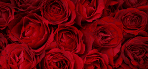 Valentines Day - ValentinesDay.com.au